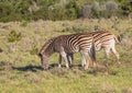 Wild living Plains Zebras at Addo Elephant Park in South Africa