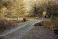 Wild living scottish highlanders in forest