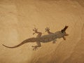 A wild lizard is eating flying termites, Bardia, Nepal