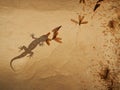 A wild lizard is eating flying termites, Bardia, Nepal