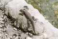 Wild lizard Royalty Free Stock Photo