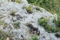 wild lizard on grey rocks animal nature Royalty Free Stock Photo