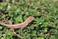 Wild lizard Royalty Free Stock Photo