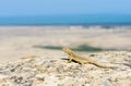 Wild lizard at nature habitat looking at seascape. Wildlife of Azerbaijan