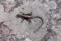 Wild lizard on a rock