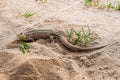 Wild lizard on yellow sand close up Royalty Free Stock Photo