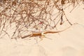 Wild lizard on yellow sand Royalty Free Stock Photo