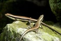 Wild lizards warming up in the sun