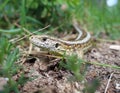 Wild lizzard in nature Royalty Free Stock Photo