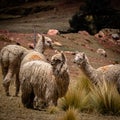 TWild llama is the indigenous animal of Peru and well known in Cusco Peru Royalty Free Stock Photo