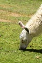 wild Llama Lama on oasis chile atacama desert gras green Royalty Free Stock Photo