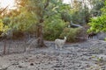 Wild llamas grazing in Corsica island forest, France