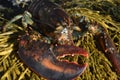 Wild lobster on the coast of maine Royalty Free Stock Photo