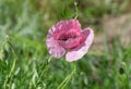 Lonely opened pale pink poppy in grass at spring season Royalty Free Stock Photo