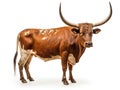 Wild longhorn bull isolated on white background
