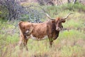 Wild longhorn cow in horizontal photograph Royalty Free Stock Photo