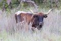 Wild longhorn cow Royalty Free Stock Photo