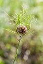 Wild Looking Allium cernuum Bud - Nodding Onion Wildflower