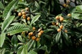 Wild loquat