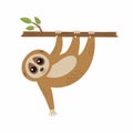 Wild loris on the branch. Vector illustration Royalty Free Stock Photo