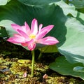 Wild lotus flower Nelumbo nucifera in bloom. Australia Royalty Free Stock Photo