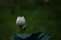 Wild lotus photography - Single white lotus flower blooming at park