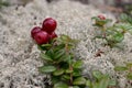 Yukon, Canada: Wild Low-bush cranberries with lichen