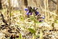 Wild lungwort flower in early spring on last year grass on a bright sunny day Royalty Free Stock Photo