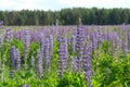 Wild lupine blooms in a field against the backdrop of the forest. Background of purple flowers Royalty Free Stock Photo