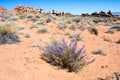 Wild lupine flowers blooming in Arches National Park in springtime Royalty Free Stock Photo