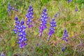 Wild lupine flowers - lupinus perennis - blooming in a meadow Royalty Free Stock Photo