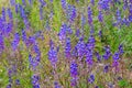 Wild lupine flowers - lupinus perennis - blooming in a meadow Royalty Free Stock Photo