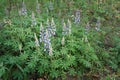 Wild Lupine (Lupinus perennis) Royalty Free Stock Photo