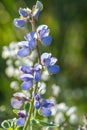 Wild lupine lupinus perennis Royalty Free Stock Photo