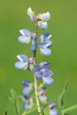 Wild lupine lupinus perennis Royalty Free Stock Photo