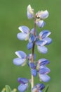 Wild lupine lupinus perennis Royalty Free Stock Photo