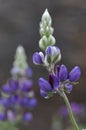 Wild lupines