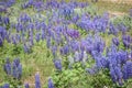 Wild Lupines In Colorado Meadow Floral Scene