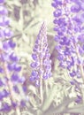 The Wild lupines flowers in detail Royalty Free Stock Photo