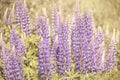 The Wild lupines flowers in detail Royalty Free Stock Photo