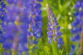 Wild lupines flowers Royalty Free Stock Photo