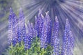 Wild lupines flowers Royalty Free Stock Photo