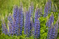 Wild lupines flowers Royalty Free Stock Photo