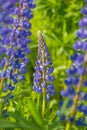 Wild lupines flowers Royalty Free Stock Photo