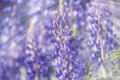 Wild lupines flowers