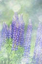 Wild lupines flowers Royalty Free Stock Photo