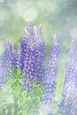 Wild lupines flowers