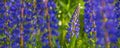 Wild lupines flowers in detail Royalty Free Stock Photo