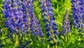 Wild lupines flowers in detail Royalty Free Stock Photo