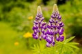 Wild lupines growing in Black Forest, blue, purple lupine blossom flowers on the meadowSelective focus. Copy space Royalty Free Stock Photo